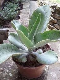 Productos Herbolarios Plantas En Maceta Plantas Frescas Flores Medicinales
