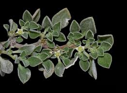 Image result for Aizoon virgatum