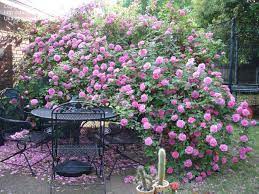 Full Size Picture Of Bourbon Rose Zephirine Drouhin Rosa Climbing Roses Child Friendly Garden Zephirine Drouhin Rose