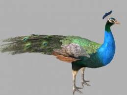Peacock 3d Models Download Available Formats C4d Max Obj Fbx Ma Blend 3ds 3dm Stl 3dexport Peafowl 3d Model Indian