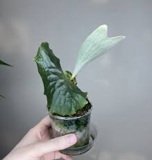 Image result for Platycerium