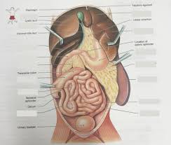 Image result for internal organs