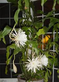 A la hora de enfrentarnos a una entrevista de trabajo en inglés, no hay nada que nos aleje más del puesto deseado que un uso incorrecto del lenguaje. Nombre Cientifico Epiphyllum Oxypetalum Otros Nombres Espanol Novia De La Noche O Enamorada De La Noch Plantas De Hoya Plantas En Maceta Jardines Bonitos