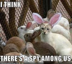 I Think There S A Spy Among Us Grappige Dieren Grappige Konijntjes Schattigste Dieren