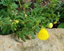 Image result for Calceolaria tripartita