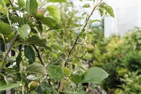 Maybe you would like to learn more about one of these? Exceptional Selection Of Trees At Denver Co Tree Nursery