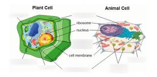 Learn vocabulary, terms and more with flashcards, games and other study tools. P7 G4 Plant Vs Animal Cells Diagram Quizlet