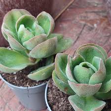 Image result for Crassula globularioides