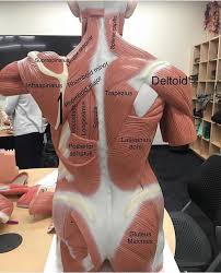 We did not find results for: Musculos De La Espalda Fisioterapia Paula Jimenez Facebook