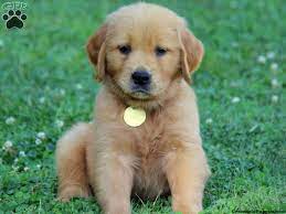 The golden is believed to have originated in the highlands of scotland during the 18th century. Greg Golden Retriever Puppy For Sale From Honey Brook Pa Golden Retriever Puppy Golden Retriever Pet Dogs