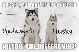 Follow the feeding instructions on the package but monitor your dog to see if the amount of food is adequate for his needs. Types Of Huskies Hetta Huskies Dog Sledding Finland Mushing Finland Husky Safari Lapland Scandinavia