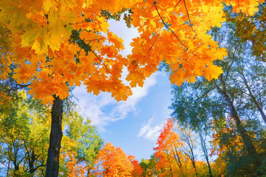 Common weather events during the fall or autumn season | SERVPRO