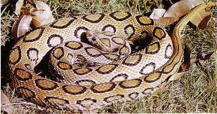 All snake bites will be surprising, as snakes strike fast and bite when they feel threatened. The Big Four Friends Of Snakes Society