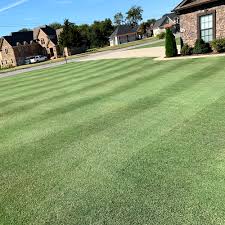 To maintain its thick, dense texture, a good amount of fertilization and watering is required. Yukon Bermuda Grass Seed Yukon Bermuda Putting Grass Seed