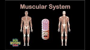 Dimitrios mytilinaios md, phd last reviewed: Muscular System Song Human Body Systems Youtube