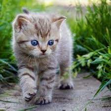 Lovely Cat Puppy Wallpaper Wallpaper Wallpapers Free Wallpaper Anak Kucing Gemas Bayi Kucing Kucing