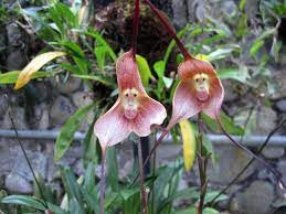 And Also There Are Monkey Orchids That Have Monkey Faces Monkey Orchids Are Officially The Best Flowers Ever Monkey Orchid Rare Flowers Unusual Flowers