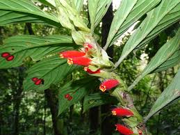 Image result for Gesneriaceae