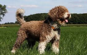 If grown long enough, the coat will begin to wrap around that being said, this dog, when not properly socialized with strangers and dogs as a puppy, can be fearful or even aggressive towards these groups. Spanish Water Dog Easy To Follow Guide Expert S Advice