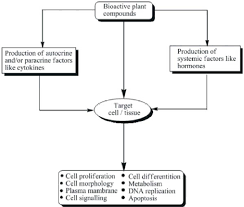 flow chart showing toxicity due to herbal products 32