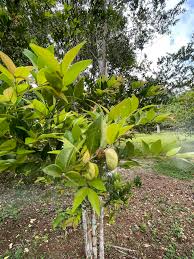 Image result for Cladostemon kirkii