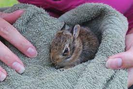 How To Take Care Of An Abandoned Baby Rabbit