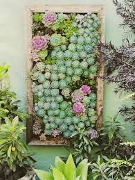 Plantes Succulentes Idees D Arrangement Jardins Verticaux Plante Succulente Mur Vegetal Exterieur