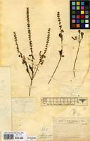 Image result for Platostoma africanum