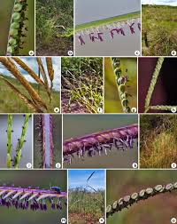 Image result for Rhytachne latifolia