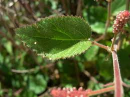 Image result for Acalypha chirindica