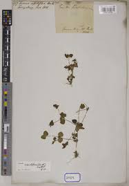 Image result for Craterostigma nummulariifolium