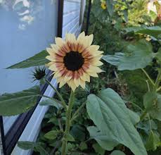Sunflowers are cool : rgardening