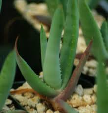 Image result for Aloe littoralis