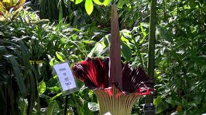 The flowers bloom for around six weeks each summer, attracting every bee, butterfly, and beneficial insect for miles around. Corpse Flower Blooming At Mitchell Park Domes