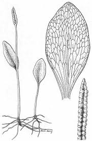 Image result for Ophioglossum reticulatum