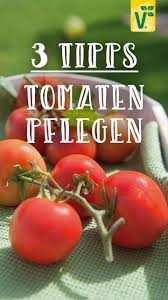 tomaten pflegen 3 tipps fur eine reiche ernte tomaten pflanzen gartentipps gewachshaus pflanzen
