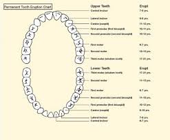 permanent tooth eruption chart diagram of mouth american