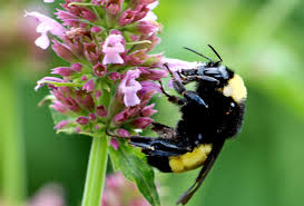 Maybe you would like to learn more about one of these? Nmsu Studies Combination Of Native Flowers To Attract Pollinators