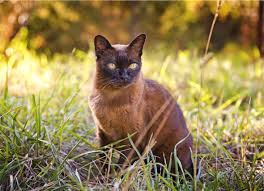 It is a crusting dermatosis involving the ears, head, paws, and ungual folds primarily. Skin Disease Autoimmune Pemphigus In Cats Petmd
