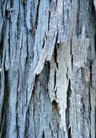 Honey locust pods bark of the tree. 22 Tree Bark Identification Ideas Tree Tree Identification Tree Bark