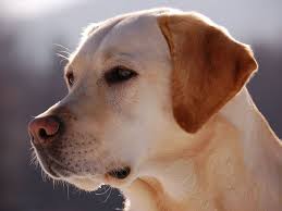 Hvalpene er avlet efter dansk kennel klubs (dkk) avlsanbefalinger og vil have stamtavle. Calculate Your Dog S Age With This New Improved Formula Smart News Smithsonian Magazine