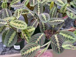 Indonesia memiliki 700 spesies ikan hias air laut dan 200 spesies diantaranya sudah diperdagangkan. Bunga Marrantovye Maranta Peduli Di Rumah Pemandangan Dan Foto Tanda Dan Takhayul Tentang Margramous