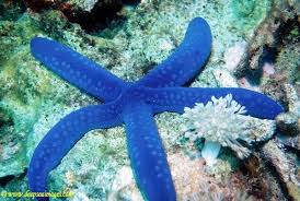 Community Post The Most Beautiful Starfish In The World Beautiful Sea Creatures Marine Fish Starfish