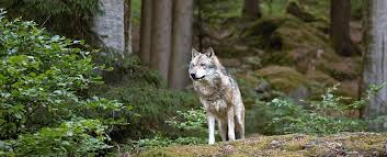 Essay on nuclear pollution and its impact on environment! For The First Time Scientists Have Tracked A Wolf Leaving The Radioactive Chernobyl Zone