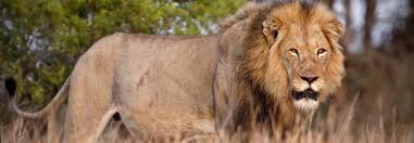 Image result for images â€œI Am the Lion and the Lamb