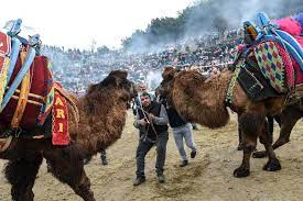 Camel wrestling season has begun. Inside Camel Wrestling In Turkey