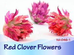 Red Clover Flower Beads Polymer Clay Tutorial Polymer Clay Flowers Polymer Clay Tutorial Clay Flowers