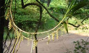 Image result for Tridactyle