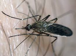 Image result for mosquito bite