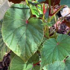 Image result for Rungia grandis